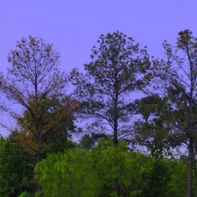 红桃tv进入入口