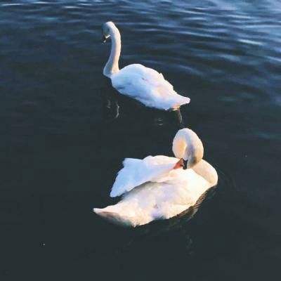 芭乐视频在线观看完整版免费