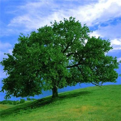 以宽容心态推动二次元文化双向破壁