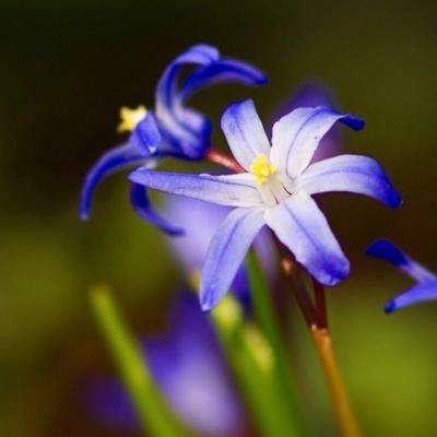 大熊猫主题展在莫斯科达尔文博物馆举行