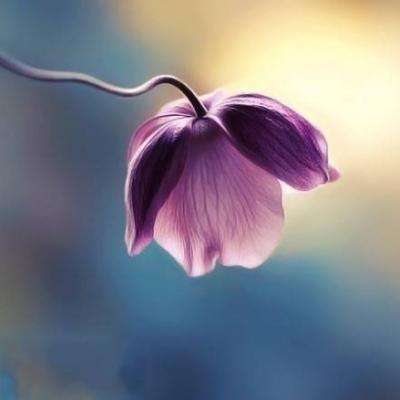 优菈的乳液狂飙天堂W98