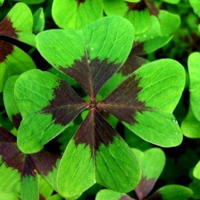 朝鲜称金正恩与特朗普关系“并不坏”