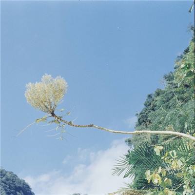 疫情期宅家腌韩式辣白菜【视频】