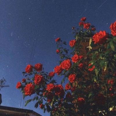 期待更多综艺呈现文化之美（文化只眼）