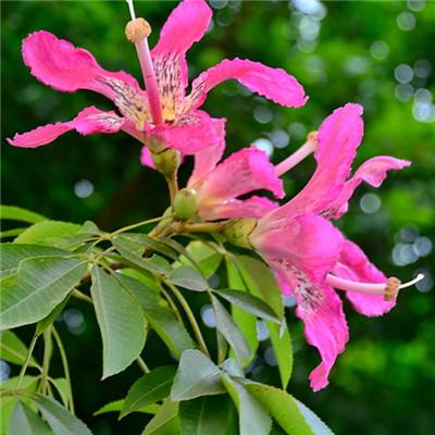 中国经济韧性令人印象深刻——访英国商会国际贸易主任史蒂文·林奇