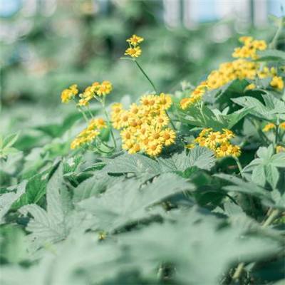 adc年龄确认进入在线