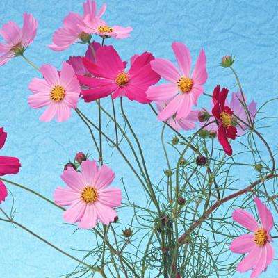 “换下英伟达芯片,中企集体加速”