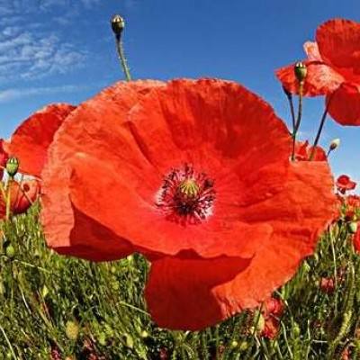 91chinese永久免费