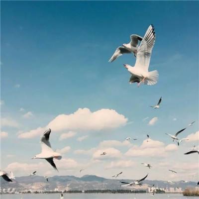 01版要闻 - 习近平向乌拉圭当选总统奥尔西致贺电