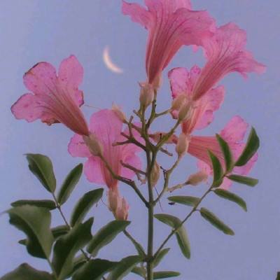 德媒:欧盟“画大饼”安抚特朗普