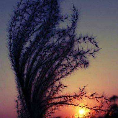 4388x成最大免费视频